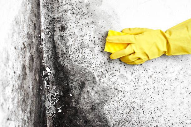 Best Forensic Mold Investigation  in Somerset, PA
