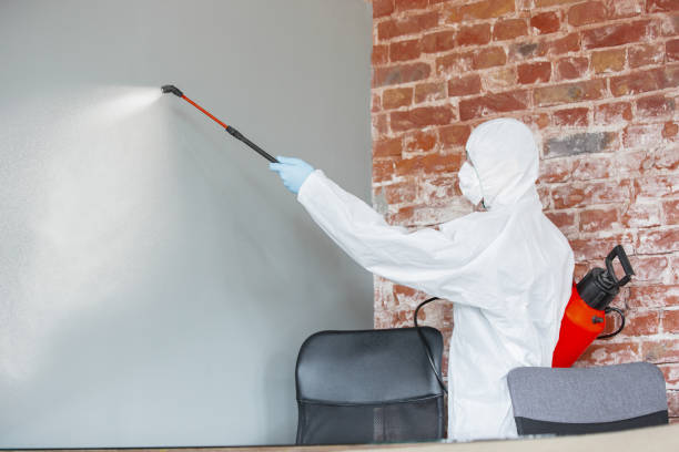 Professional Mold Removal in Somerset, PA