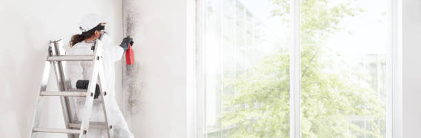Best Environmental Consulting for Mold Prevention  in Somerset, PA
